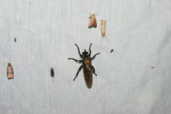 Laphria sericea