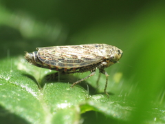 Euscelidius variegatus