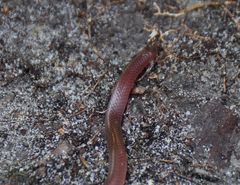 Carphophis amoenus amoenus