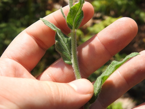 Image of Hilliardiella sutherlandii by (c) Matthew Fainman, some rights reserved (CC BY)