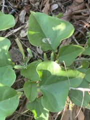 Adenia hastata glandulifera