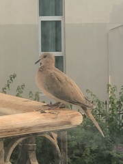 Streptopelia senegalensis