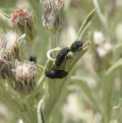 Acmaeodera ruficaudis