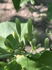 Adenia hastata glandulifera