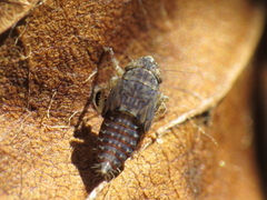 Euscelidius variegatus