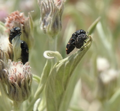 Acmaeodera ruficaudis