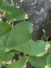 Adenia hastata glandulifera