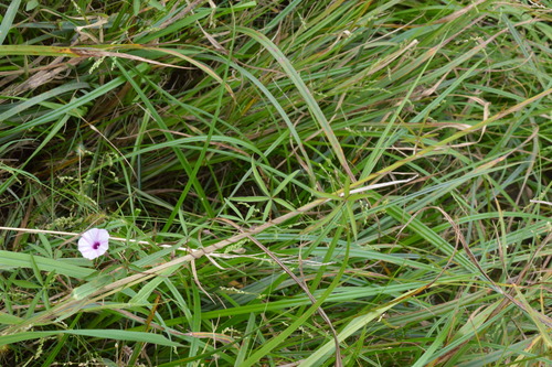 Image of Ipomoea heptaphylla by (c) Dan Johnson, some rights reserved (CC BY)