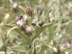 Acmaeodera ruficaudis