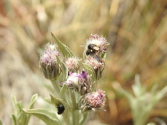 Acmaeodera ruficaudis