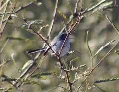 Polioptila melanura