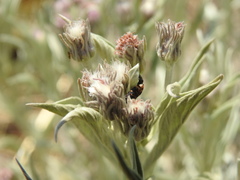 Acmaeodera ruficaudis