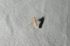 Caloptilia superbifrontella