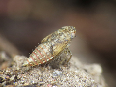 Euscelidius variegatus