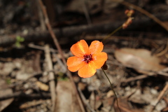 Drosera platystigma