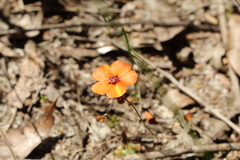 Drosera platystigma
