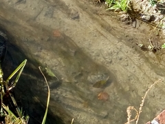 Sinanodonta woodiana