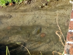 Sinanodonta woodiana