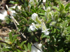 Psoralea curtisiae