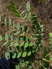 Stryphnodendron adstringens
