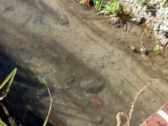 Sinanodonta woodiana