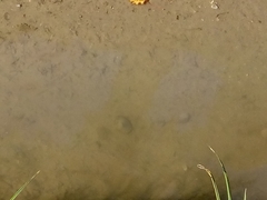 Sinanodonta woodiana