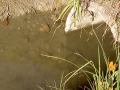 Sinanodonta woodiana