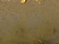 Sinanodonta woodiana