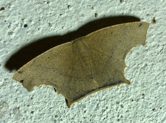 Eutomopepla discuneata