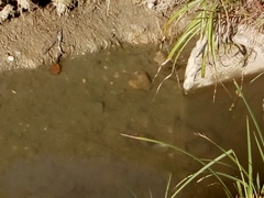 Sinanodonta woodiana