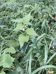 Lamium album