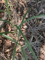 Raphionacme galpinii