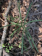 Raphionacme galpinii