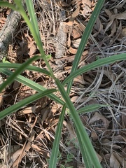 Raphionacme galpinii