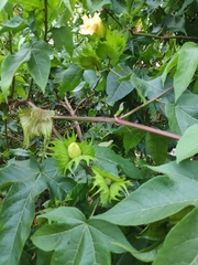 Gossypium barbadense