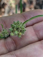 Raphionacme galpinii