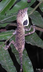 Ptyctolaemus gularis