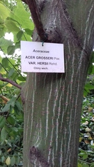 Acer davidii grosseri