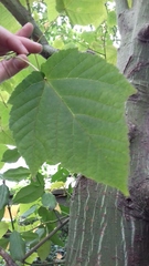 Acer davidii grosseri
