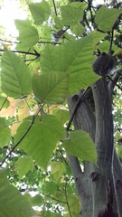 Acer davidii grosseri