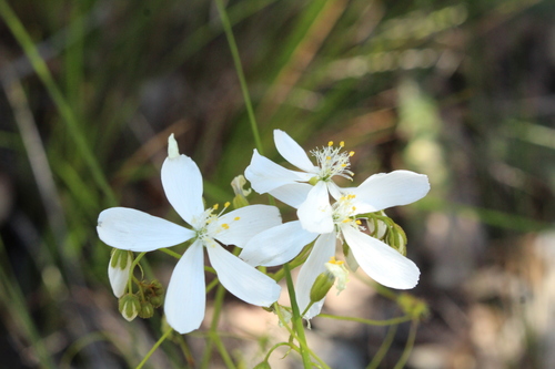 Drosera modesta (Drosera modesta)