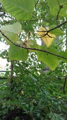 Acer davidii grosseri