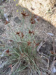 Cyperus kirkii