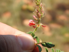 Indigofera comosa