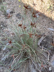 Cyperus kirkii