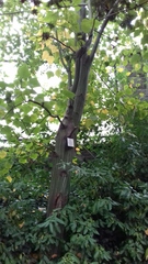 Acer davidii grosseri