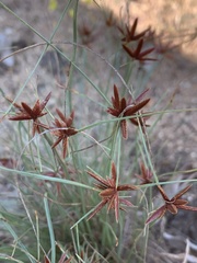 Cyperus kirkii