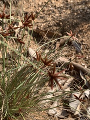 Cyperus kirkii