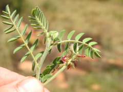 Indigofera comosa
