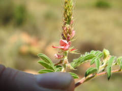 Indigofera comosa